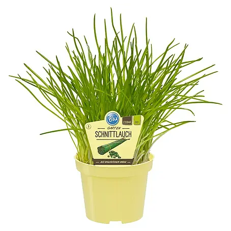 Blu Bio Schnittlauch