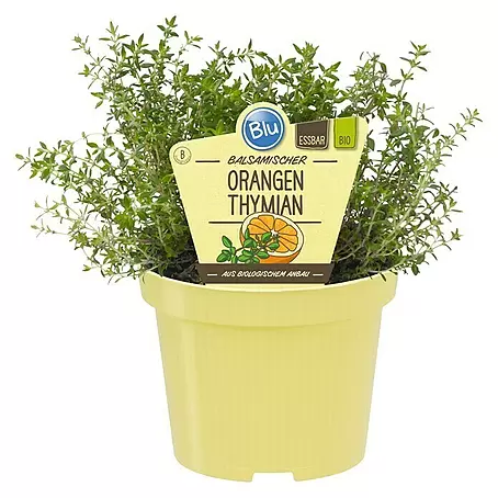 Blu Bio Orangenthymian
