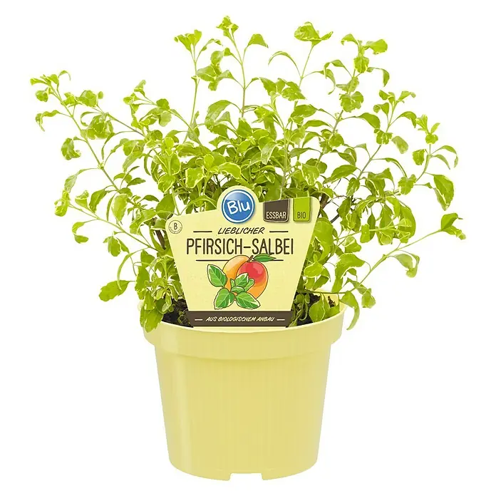 Blu Bio Pfirsichsalbei - Salvia greggii 'Variegata', Topfgröße: 12 cm - Topfpflanze 'Lieblicher Pfirsich-Salbei' mit Bio-Siegel, essbar, im gelben Topf.