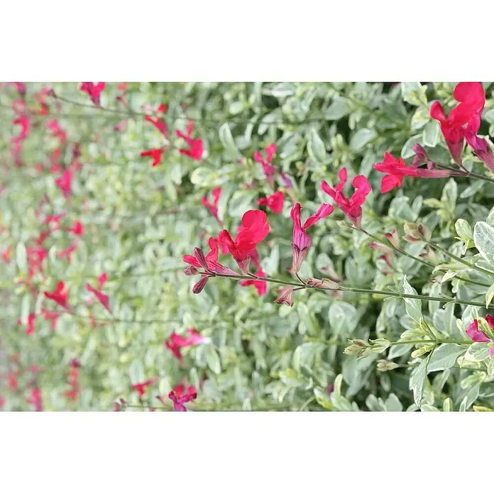 Blu Bio Pfirsichsalbei - Salvia greggii 'Variegata', Topfgröße: 12 cm - Detailaufnahme von roten Salbeiblüten, die zwischen grün-weiß panaschiertem Laub hervorstechen, ideal für naturnahe Gärten.