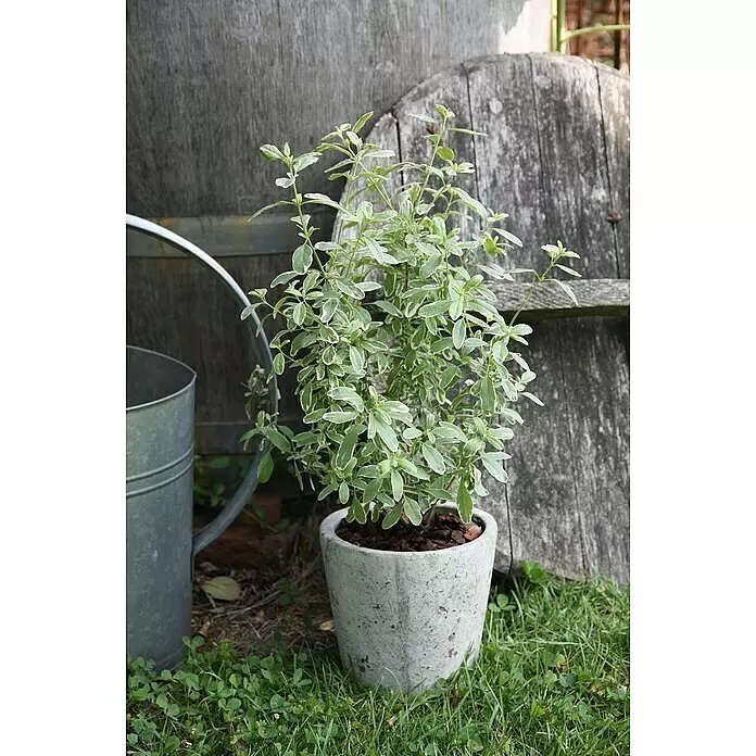 Blu Bio Pfirsichsalbei - Salvia greggii 'Variegata', Topfgröße: 12 cm - Stimmungsaufnahme
