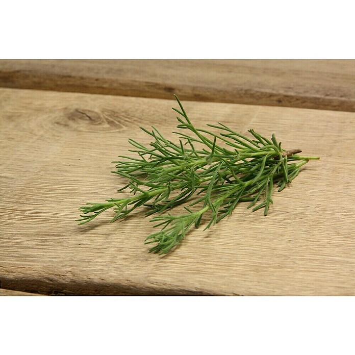 Blu Bio Gyros-Kraut Gyros Kraut (Artemisia caucasica, Topfgröße: 12 cm) | BAUHAUS