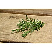 Blu Bio Gyros-Kraut Gyros Kraut (Artemisia caucasica, Topfgröße: 12 cm) | BAUHAUS