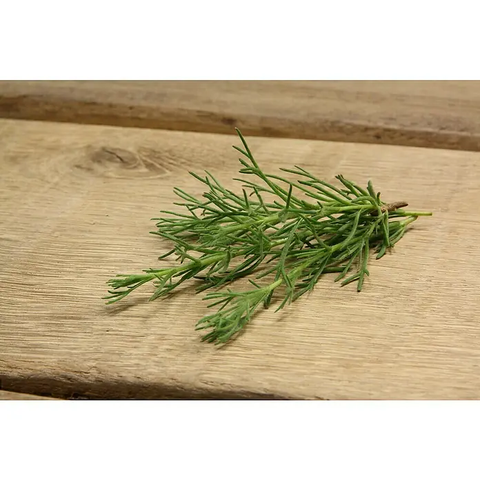 Blu Bio Gyros-Kraut - Artemisia caucasica, Topfgröße: 12 cm - Nahaufnahme von frischem Queller auf einer Holzoberfläche, der eine natürliche, grüne Textur und kulinarische Verwendung zeigt.