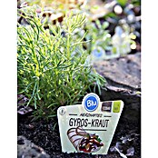 Blu Bio Gyros-Kraut Gyros Kraut (Artemisia caucasica, Topfgröße: 12 cm) | BAUHAUS