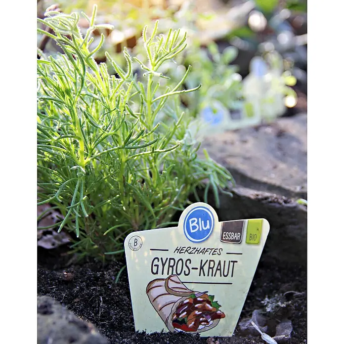Blu Bio Gyros-Kraut - Artemisia caucasica, Topfgröße: 12 cm - Nahaufnahme von "Gyros-Kraut" mit dem Markennamen "Blu", das als essbare Bio-Kräuterpflanze im Garten angepflanzt ist.