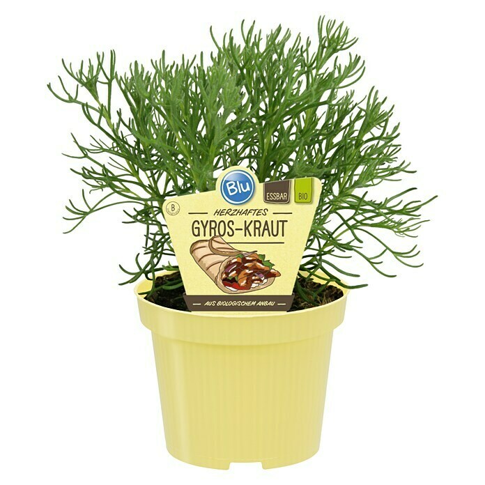 Blu Bio Gyros-Kraut Gyros Kraut (Artemisia caucasica, Topfgröße: 12 cm) | BAUHAUS