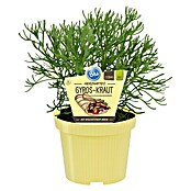 Blu Bio Gyros-Kraut Gyros Kraut (Artemisia caucasica, Topfgröße: 12 cm) | BAUHAUS