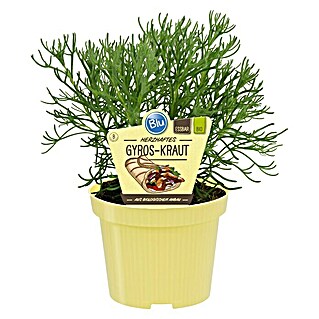 Blu Bio Gyros-Kraut Gyros Kraut (Artemisia caucasica, Topfgröße: 12 cm)