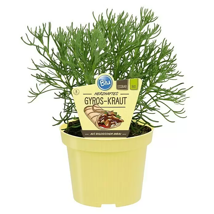Blu Bio Gyros-Kraut - Artemisia caucasica, Topfgröße: 12 cm - Vorderansicht