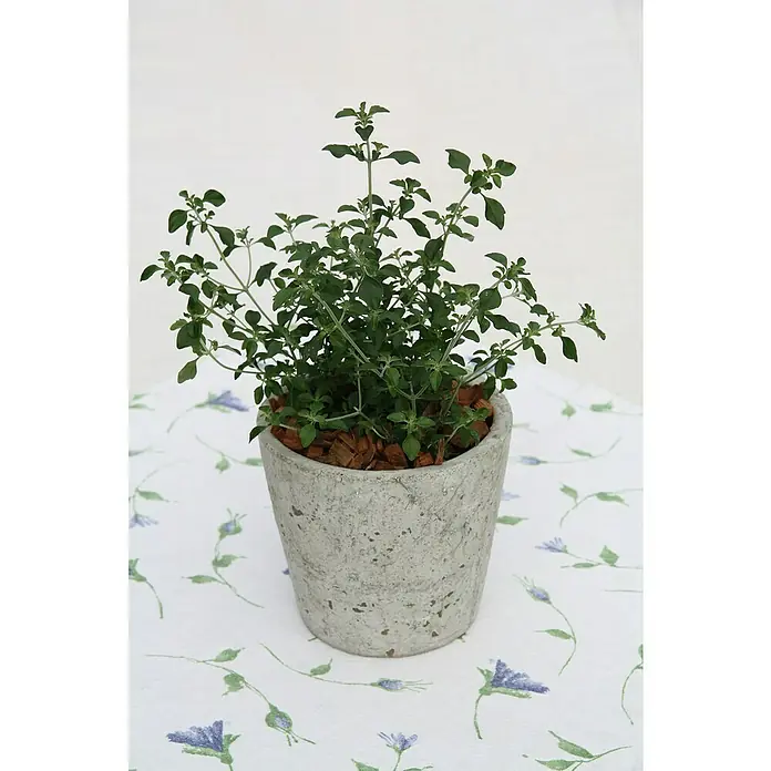 Blu Bio MinzbuschProstanthera rotundifolia - Frischer Oregano in einem Zementtopf auf einer blumigen Tischdecke. Die Pflanze ist grün und gesund, perfekt für die Küche.