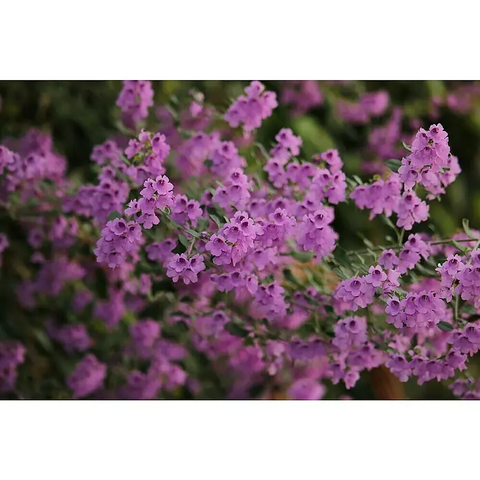 Blu Bio Minzbusch - Prostanthera rotundifolia - Nahaufnahme einer üppigen Gruppe von rosa Zwergstrauchblüten, die einen lebendigen und farbenfrohen Hintergrund bilden.