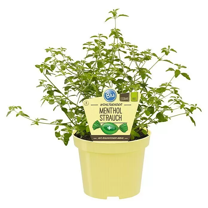 Blu Bio Minzbusch - Prostanthera rotundifolia - Vorderansicht