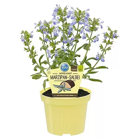 Blu Bio Marzipansalbei