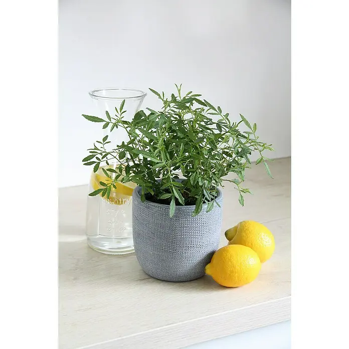 Blu Bio Zitronentagetes - Tagetes lemmonii compacta - Nahaufnahme einer Topfpflanze mit grünen Blättern, einer Karaffe mit Zitronenscheiben und zwei gelben Zitronen auf einer hellen Oberfläche.
