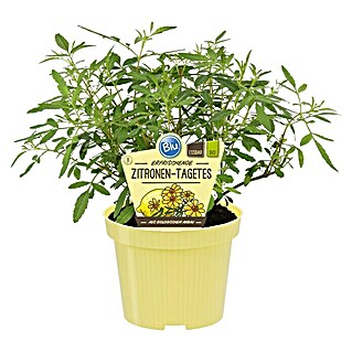 Blu Bio Zitronentagetes (Tagetes lemmonii compacta)