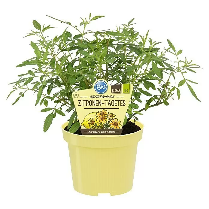 Blu Bio Zitronentagetes - Tagetes lemmonii compacta - Vorderansicht