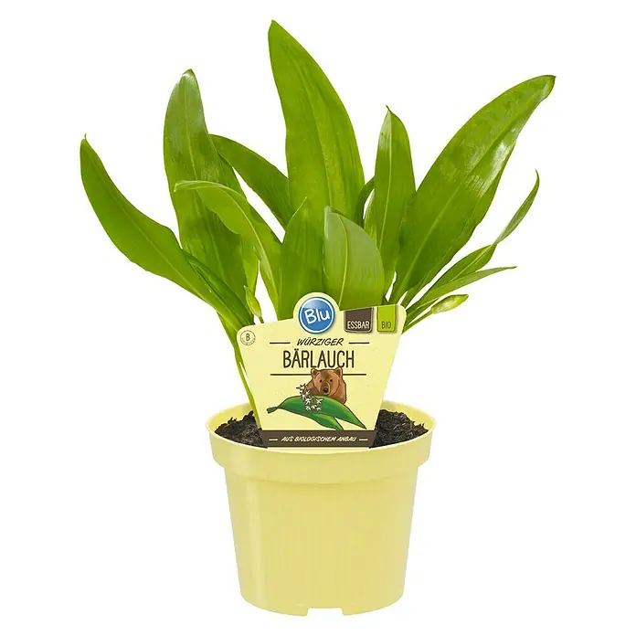 Blu Bio Bärlauch - Allium ursinum, Topfgröße: 12 cm - Ein Topf Bärlauch der Marke Blu, eine würzige und biologische Zutat für die Küche, präsentiert in einem gelben Topf, bereit zum Verwenden.