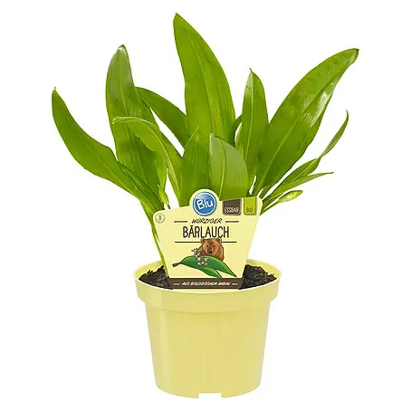 Blu Bio Bärlauch