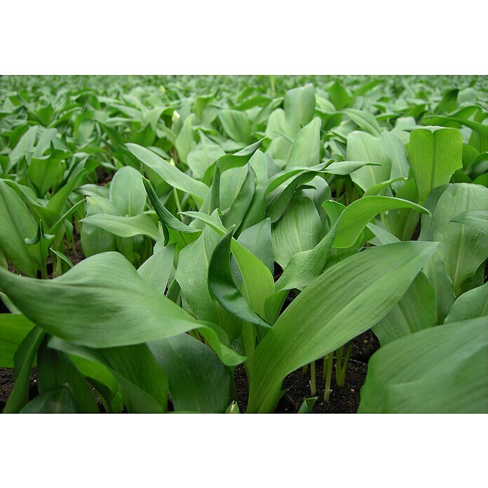 Piardino Blu Bio Bärlauch (Allium ursinum)