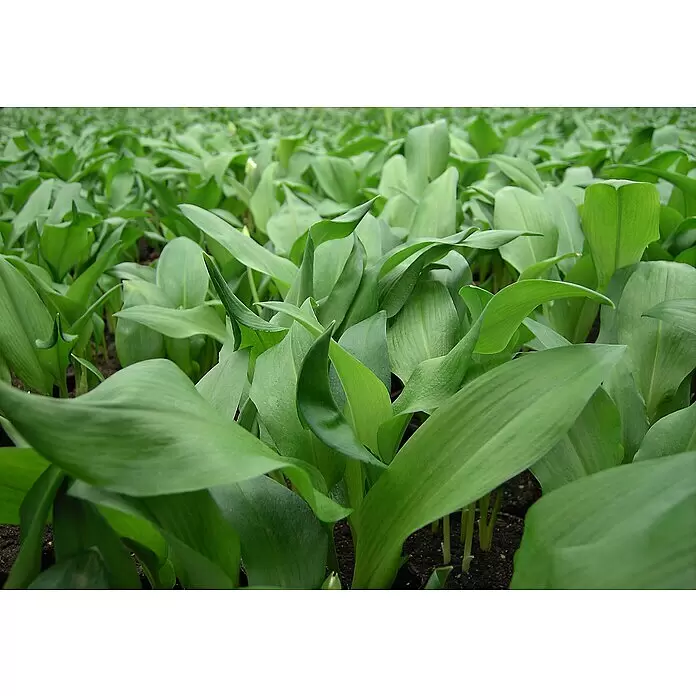 Blu Bio Bärlauch - Allium ursinum, Topfgröße: 12 cm - Dichtes Feld leuchtend grüner breitblättriger Pflanzen, bereit zur Ernte oder Gartenausstellung.