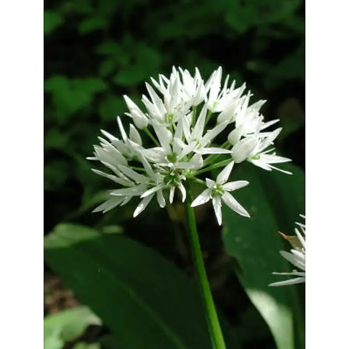 Blu Bio Bärlauch - Allium ursinum, Topfgröße: 12 cm - Nahaufnahme einer blühenden Bärlauchpflanze mit weißen Blüten, die in einer Waldumgebung wächst und ihre zarten Details hervorhebt.