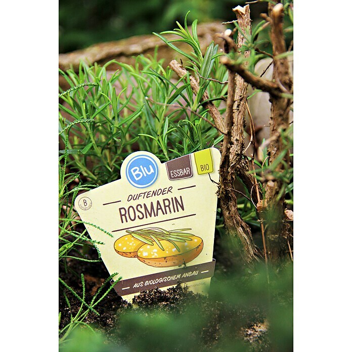 Piardino Blu Bio Rosmarin (Rosmarinus officinalis)