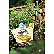 Piardino Blu Bio Rosmarin (Rosmarinus officinalis)