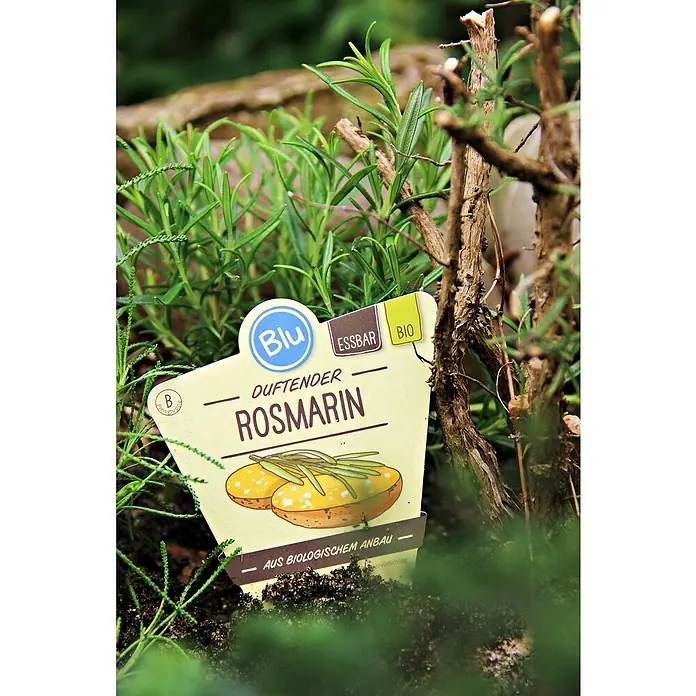 Blu Bio Rosmarin - Rosmarinus officinalis - Nahaufnahme eines Topfes mit Rosmarin, etikettiert mit "Duftender Rosmarin", was die natürliche und biologische Herkunft hervorhebt.