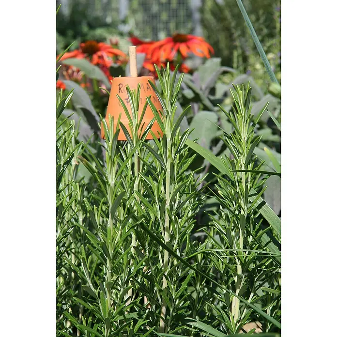 Blu Bio Rosmarin - Rosmarinus officinalis - Nahaufnahme von Rosmarinpflanzen im Garten, mit einem kleinen Terrakotta-Topf als Pflanzenetikett. Die grünen Blätter sind frisch und aromatisch.