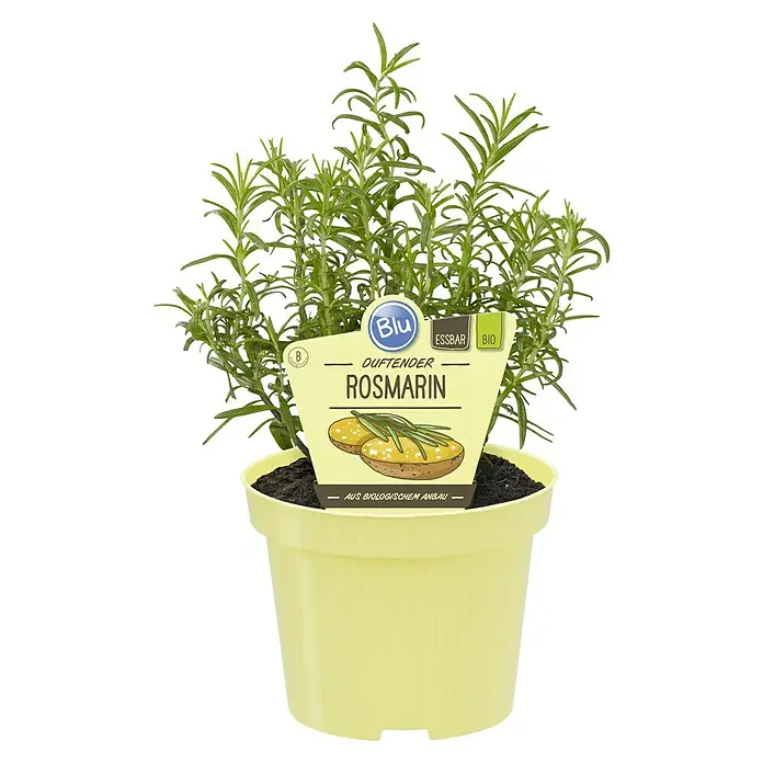 Blu Bio Rosmarin - Rosmarinus officinalis - Nahaufnahme eines Topfes mit duftendem Rosmarin, der aus biologischem Anbau stammt und essbar ist.