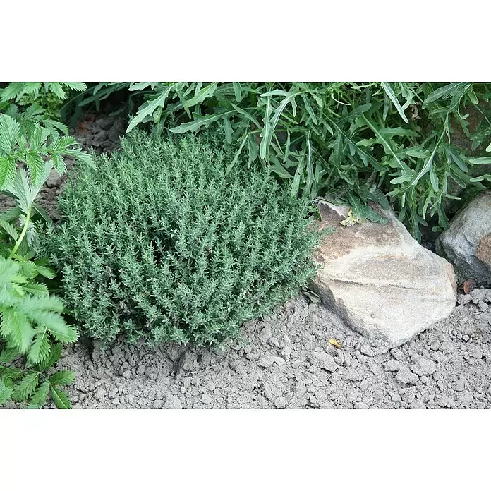 Blu Bio Echter Thymian - Thymus vulgaris, Topfgröße: 12 cm - Stimmungsaufnahme