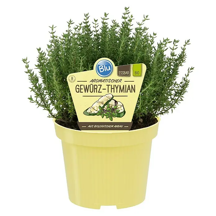 Blu Bio Echter Thymian - Thymus vulgaris, Topfgröße: 12 cm - Aromatischer Gewürz-Thymian im gelben Topf, mit "Bio" Kennzeichnung, ideal für die Küche.
