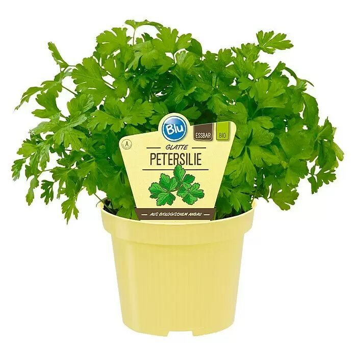 Blu Bio Petersilie glatt - Petroselinum crispum var. neapolitanum, Topfgröße: 12 cm - Vorderansicht