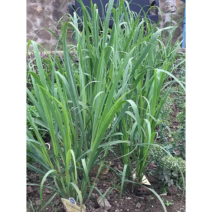 Blu Bio Zitronengras - Cymbopogon citratus - Nahaufnahme von Zitronengras im Garten, mit langen, grünen Blättern und einem kleinen Schild mit der Aufschrift "Zitronengras".