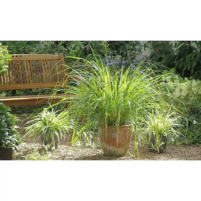 Blu Bio Zitronengras - Cymbopogon citratus - Stimmungsaufnahme