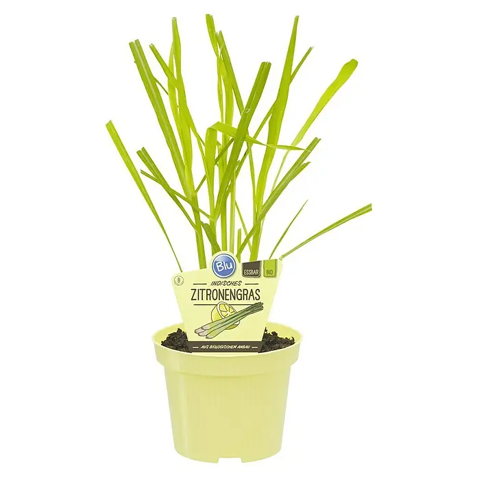 Blu Bio Zitronengras - Cymbopogon citratus - Indisches Zitronengras "Blu" im gelben Topf, essbar und aus biologischem Anbau, perfekt für die Küche.