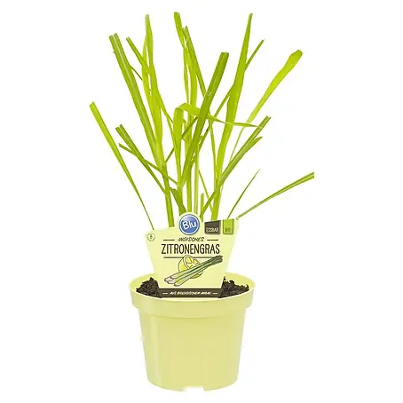 Blu Bio Zitronengras