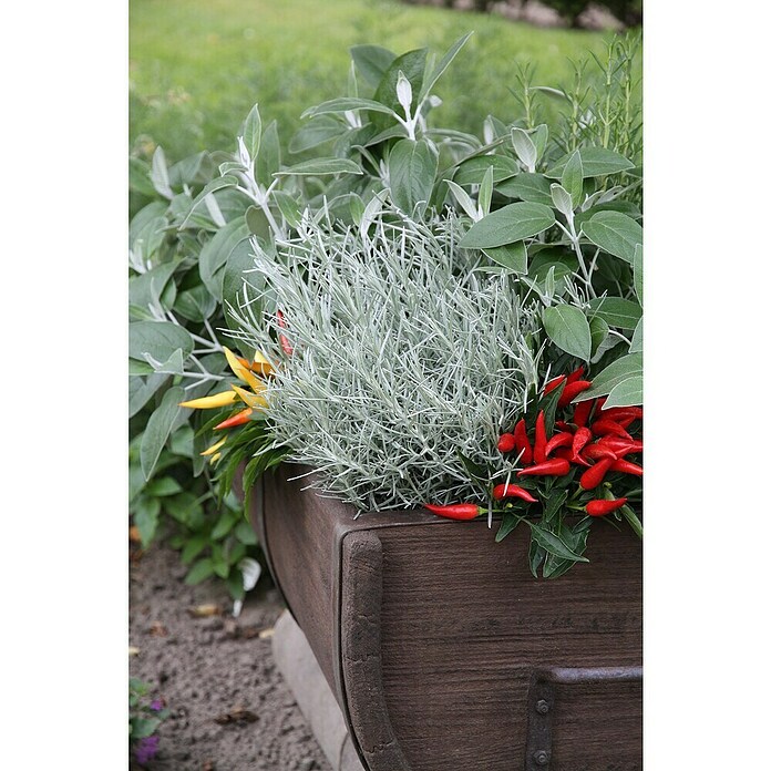 Piardino Currykraut (Topfgröße: 12 cm)