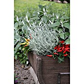 Piardino Currykraut (Topfgröße: 12 cm)