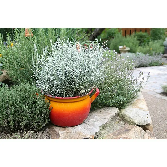 Blu Bio Currykraut - Helichrysum angustifolia - Kräutergarten mit Currykraut im Topf.