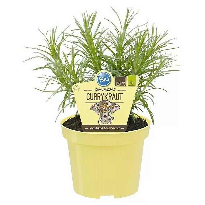 Blu Bio Currykraut BioHelichrysum angustifolia Front View
