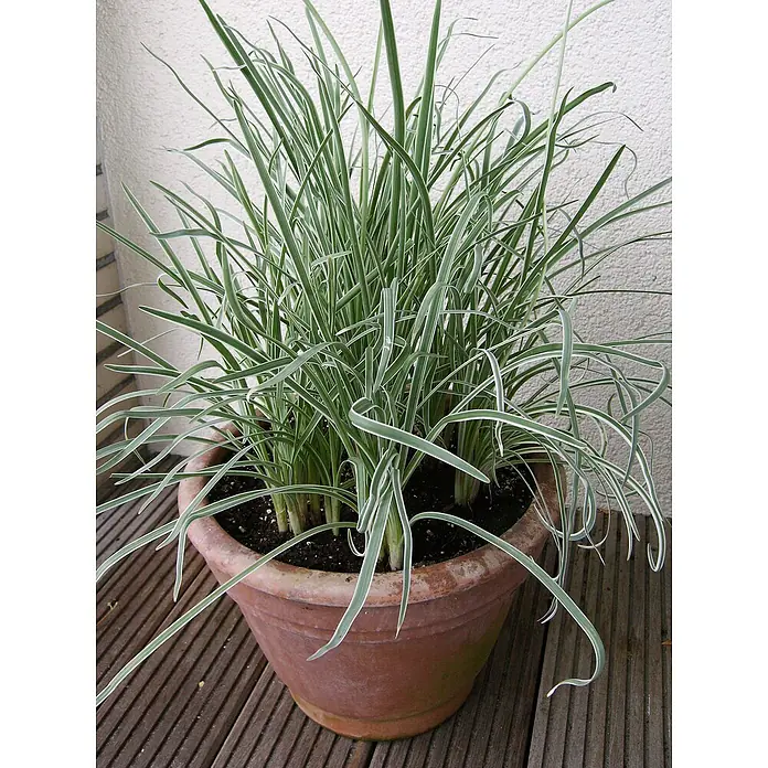 Blu Bio Knoblauch Gras - Tulbaghia violacea - Eleganter Topf mit Ziergras. Die länglichen, grün-weiß gestreiften Blätter verleihen der Pflanze ein attraktives Aussehen. Ideal für den Innen- und Außenbereich.