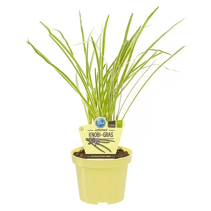 Blu Bio Knoblauch GrasTulbaghia violacea
