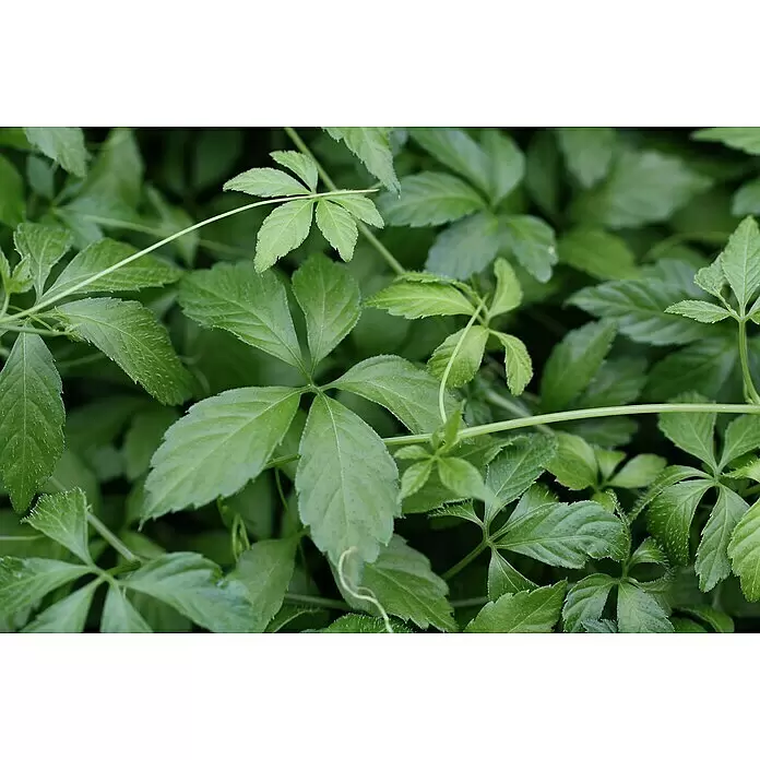 Blu Bio Kraut der Unsterblichkeit - Gynostemma pentaphyllum - Lebhafte grüne Pflanze mit handförmigen Blättern und gezackten Rändern, typisch für eine Kletterpflanze.