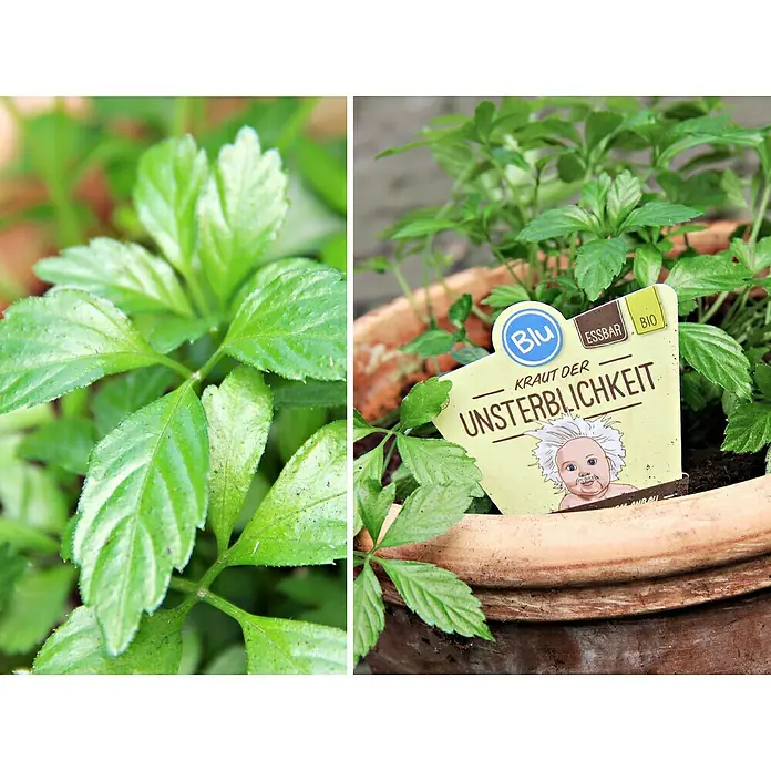 Blu Bio Kraut der Unsterblichkeit - Gynostemma pentaphyllum - Nahaufnahme einer Jiaogulan-Pflanze, bekannt als "Kraut der Unsterblichkeit", in einem Topf mit einem humorvollen Pflanzenetikett.