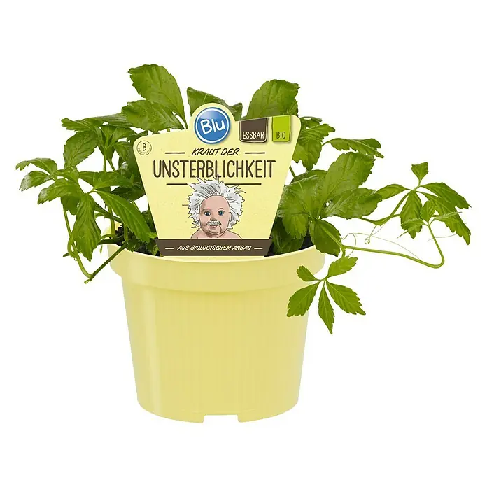 Blu Bio Kraut der Unsterblichkeit - Gynostemma pentaphyllum - Topf mit Kraut der Unsterblichkeit, auch bekannt als Jiaogulan, eine essbare Pflanze aus biologischem Anbau.