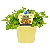 Piardino Blu Bio Oregano (Origanum vulgare, Topfgröße: 12 cm)