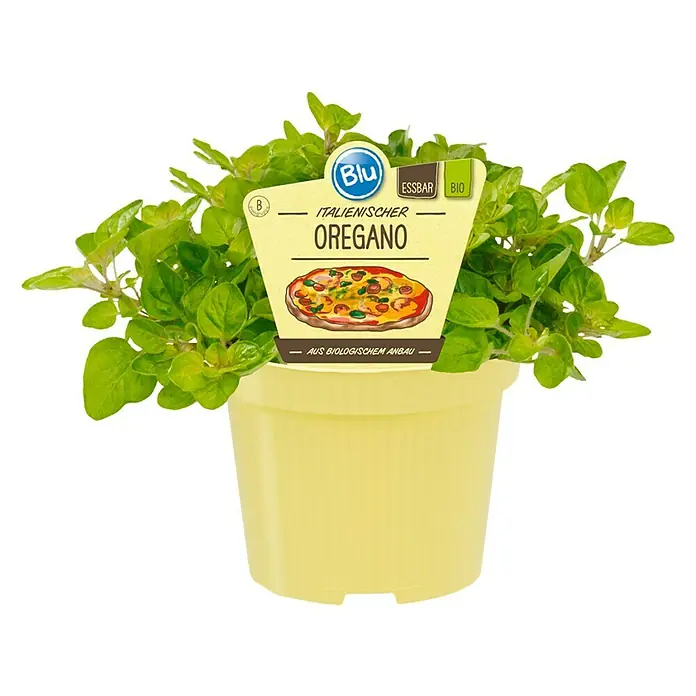 Blu Bio Oregano - Origanum vulgare, Topfgröße: 12 cm - Topf mit italienischem Oregano der Marke Blu, essbar und aus biologischem Anbau.