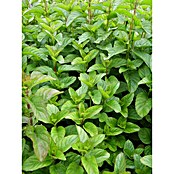 Piardino Blu Bio Mandarinen-Minze (Topfgröße: 12 cm)